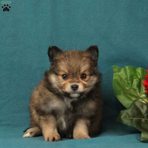 Ellie, Pomeranian Puppy